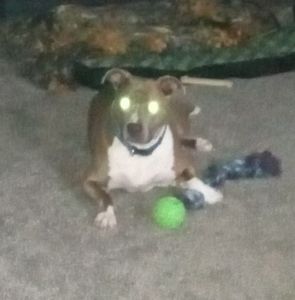 Meet your Posher, Tommy